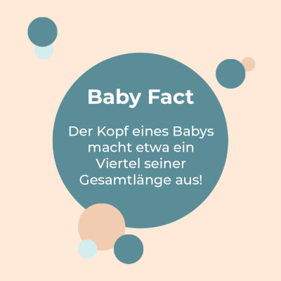 Baby Fact! - Kopfgröße - 